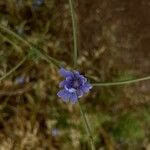 Cichorium endivia Flower