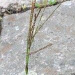 Paspalum paniculatum Levél