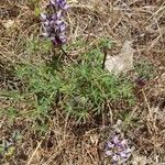 Lupinus microcarpus ᱛᱟᱦᱮᱸ