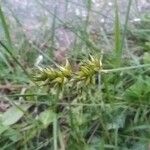 Carex spicata Květ