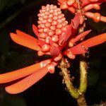 Erythrina gibbosa Çiçek