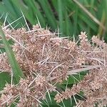Lomandra longifolia Fruto