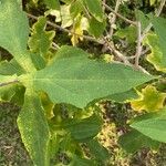 Montanoa hibiscifolia Frunză