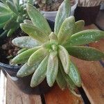 Dudleya greenei 叶