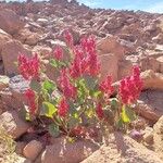 Rumex vesicarius Λουλούδι