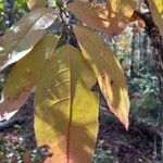 Oxydendrum arboreum Leaf