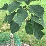 Crataegus pruinosa Blad