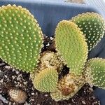 Opuntia microdasysFolla