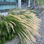 Achnatherum calamagrostis Blatt