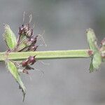 Russelia sarmentosa Fruit