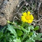 Senecio leucanthemifoliusFlower