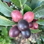 Acokanthera oblongifolia Frucht