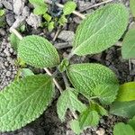 Salvia viridis পাতা