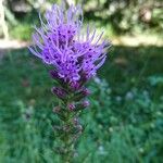 Liatris spicataFlower