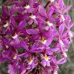 Epidendrum ibaguense Virág
