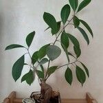 Ficus microcarpaЛист