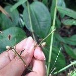 Scleria secans ഫലം