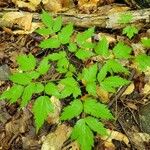 Actaea pachypoda Leaf