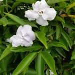 Brunfelsia uniflora花