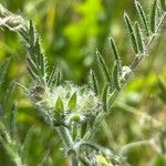 Vicia benghalensis Folha