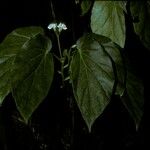Begonia salaziensis 花