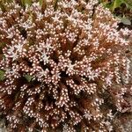 Sedum monregalense Blomma