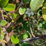 Ehretia microphylla फूल