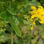 Hypericum densiflorum Blad