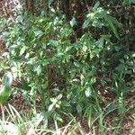 Coffea mauritiana Habitatea