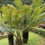 Cycas rumphii Leaf