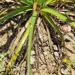 Eryngium paniculatum Лист