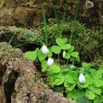 Oxalis acetosella Blad