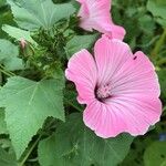 Lavatera trimestris Celota