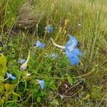 Delphinium leroyi Flower