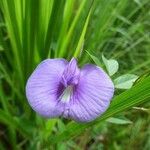 Centrosema virginianum Flower