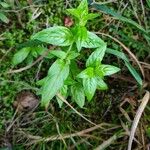 Epilobium roseumΦύλλο