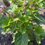 Ocimum kilimandscharicum Folha