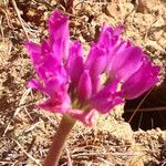 Allium dichlamydeum Flower