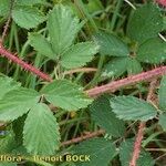 Rubus silvaticus Drugo