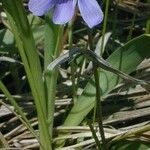 Viola pedatifida Habit