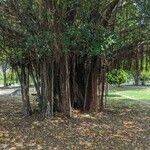 Ficus retusa Vekstform