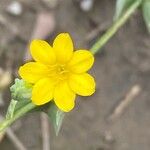 Blackstonia acuminata Flor