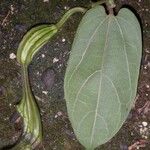 Aristolochia translucida पत्ता