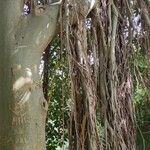 Ficus rubiginosa عادت داشتن