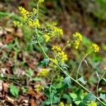 Sisymbrium strictissimum Flower