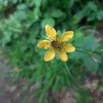 Geum urbanumКветка