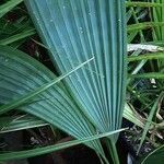 Curculigo capitulata Leaf