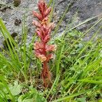 Orobanche alba Fula