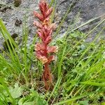 Orobanche alba 花