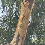 Eucalyptus camaldulensis Bark